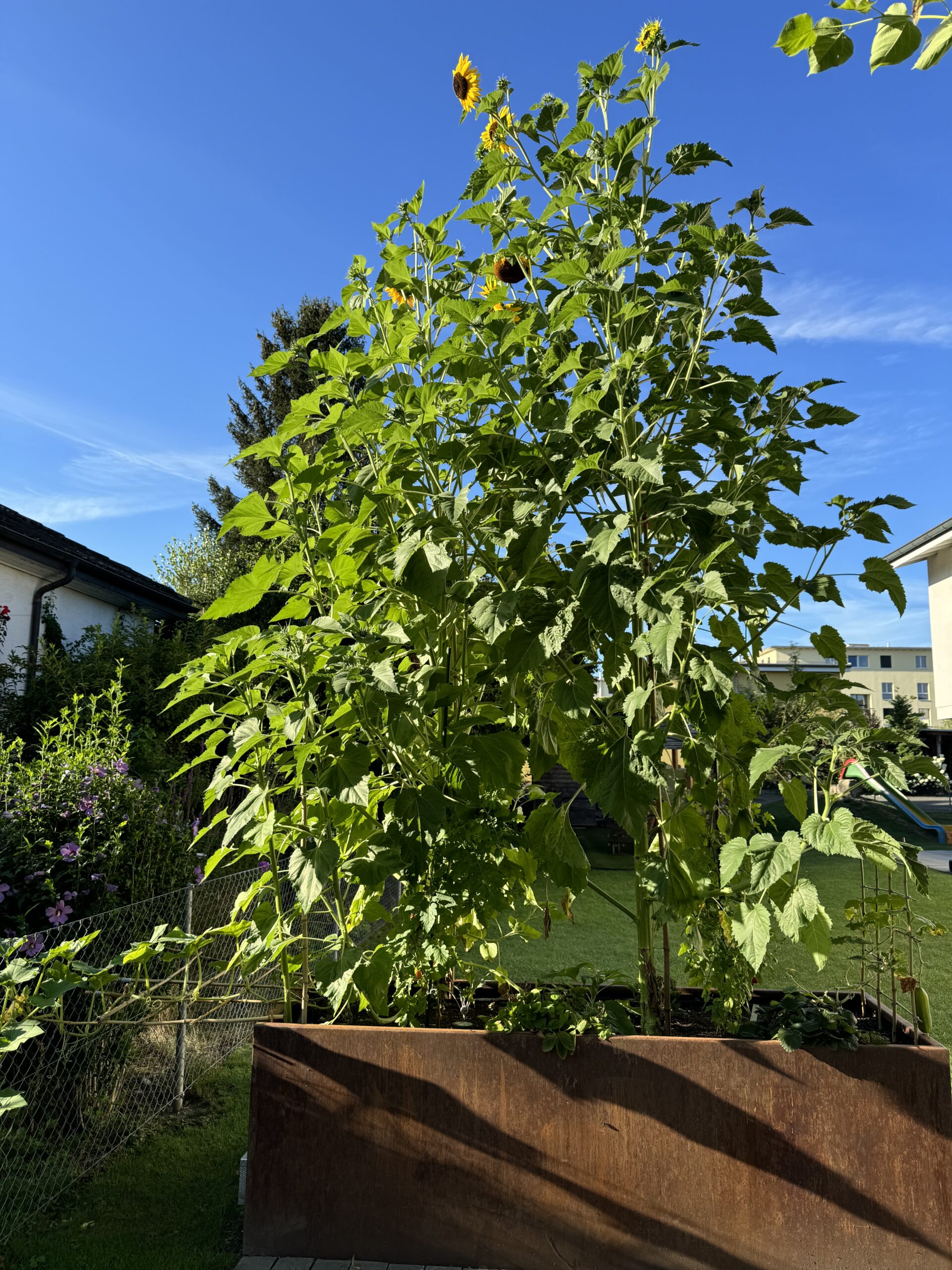 Sonnenblumen